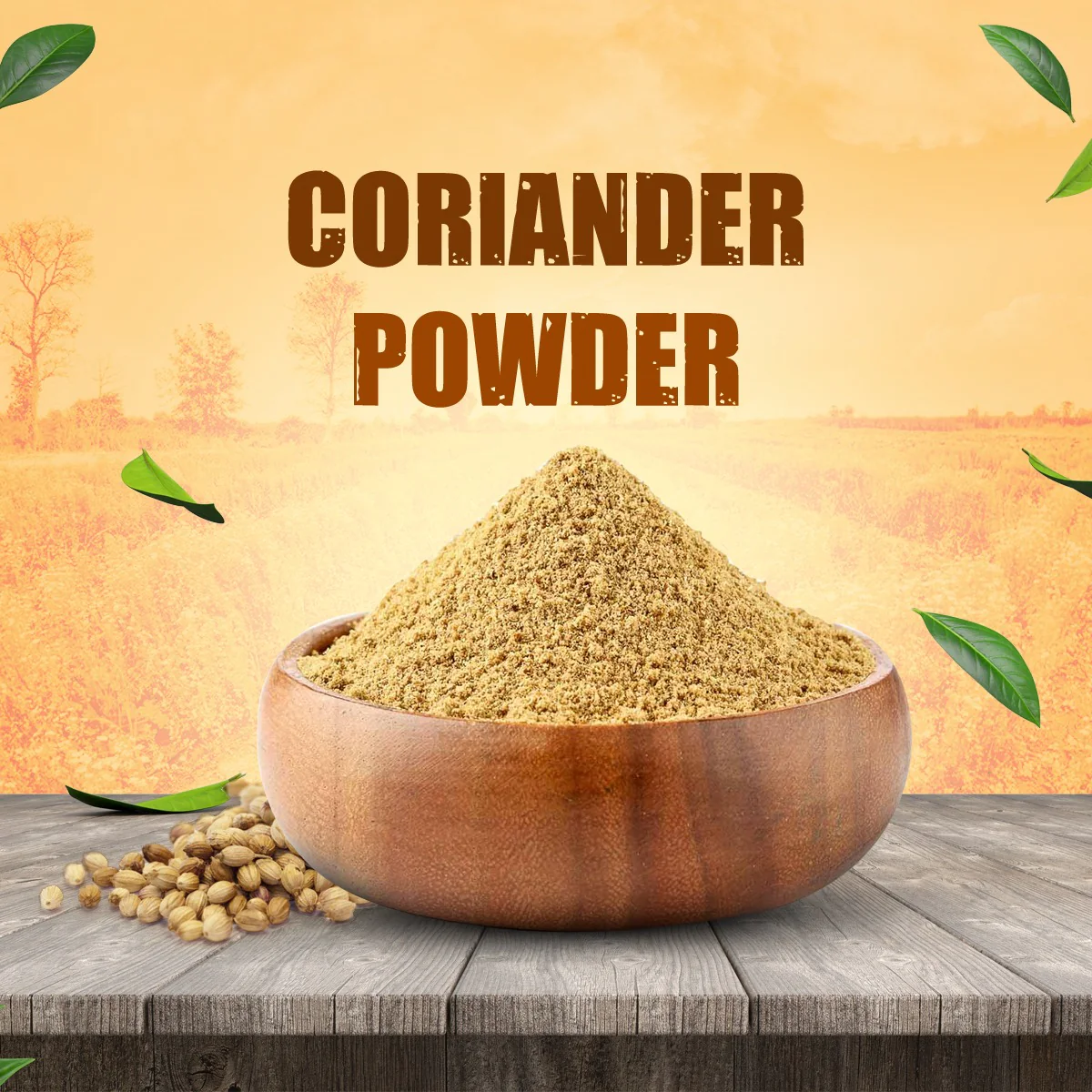 Coriander